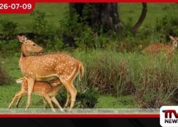 තම්මැන්නාව දක්ෂිණ රක්ෂිතයේ මුවන් 17කට වස දී මරා දමයි!