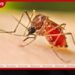 කාබන් ඩයොක්සයිඩ් පිට කිරීම වැඩි නම් මදුරුවන් විදීමත් වැඩියි