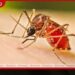 ඩෙංගු අධි අවදානම් කලාපවල  පාසැල්, සරසවි වසා දමන්නැයි කියයි…