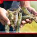 මිරිදිය ඉස්සන් වගාවේ කැපී පෙනෙන වර්ධනයක්