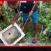 ඩෙංගු මදුරුවන් බෝ කළාද?