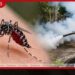 ජූලි මාසයේ මුල් දින 10ට ඩෙංගු රෝගීන් 11 000 ඉක්මවයි