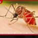 ඩෙංගු අවදානම් කොට්ඨාස  174 සිට 160 දක්වා පහළට