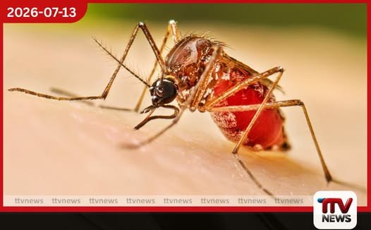 ඩෙංගු අවදානම් කොට්ඨාස 174 සිට 160 දක්වා පහළට
