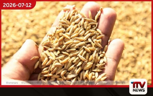2026 යල කන්නයේ වී මිල දී ගැනීම හෙට සිට ඇරඹේ