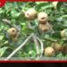 පෙයාර්ස් අස්වැන්  අලෙවි කර ගැනීමට නොහැකිව  ගොවීන් අපහසුතාවයේ