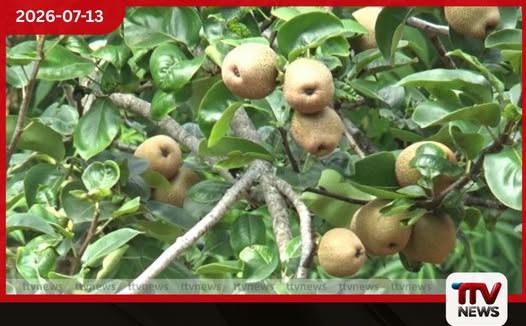 පෙයාර්ස් අස්වැන් අලෙවි කර ගැනීමට නොහැකිව ගොවීන් අපහසුතාවයේ