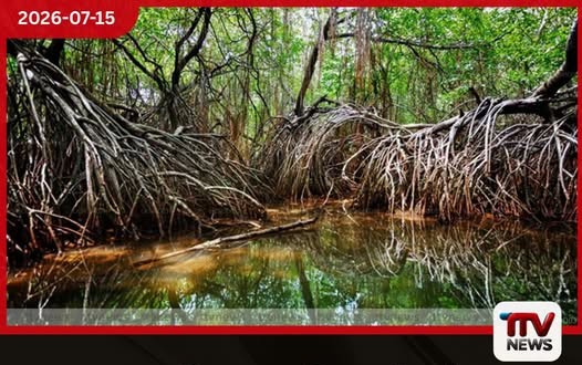 කඩොලාන වනාන්තර සුරැකීමේ මෙහෙයුම කාබන් විමෝචනය අවම කරන ජාතික වැඩසටහන!