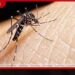 මෙරට ඩෙංගු මරණ සංඛ්යාව 47ක් දක්වා ඉහළට