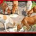 කර්මාන්ත ක්ෂේත්රයේ නව පිබිදීමකට ජනාධිපතිගෙන් උපදෙස්