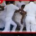 මුලතිව් පාසලේ අහිංසක මල් කැකුළු යකඩ පොලු අරන් ගහගෙන..
