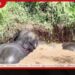 නාම්බාකඩ ළිඳකට වැටී සිටි වන අලි තිදෙනා බේරා ගැනෙති