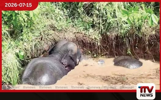 නාම්බාකඩ ළිඳකට වැටී සිටි වන අලි තිදෙනා බේරා ගැනෙති