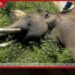 වසරේ මුල් මාස 7 තුළ  මිනිස් ක්‍රියාකාරකම් හේතුවෙන්  වන අලි 75ක් මරුට