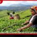 ශ්‍රී ලංකාවේ තේ අස්වැන්නට  පසුබෑමක්!