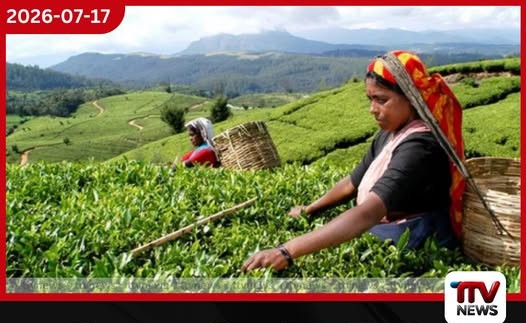 ශ්රී ලංකාවේ තේ අස්වැන්නට පසුබෑමක්!
