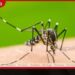 මදුරුවන් බෝ කළ අයට නුගේගොඩ උසාවියෙන් රුපියල් ලක්ෂ 21ක වාර්තාගත දඩයක්