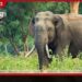 වන අලි තර්ජන හමුවේ කණ්ඩලමේ ජනතාව දැඩි අසීරුතාවක