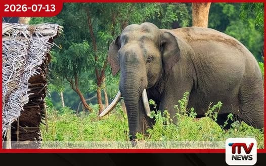 වන අලි තර්ජන හමුවේ කණ්ඩලමේ ජනතාව දැඩි අසීරුතාවක