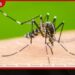 ඩෙංගු මදු­රු­වන්  බෝ වී‍මේ වැඩි ප්‍රව­ණ­තාව  නිවෙස් ඇතු­ළ­ති­න්මයි
