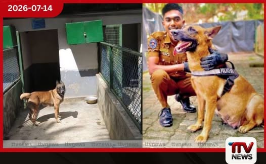 සිට මෙරටට ගෙන ආ ලුසී පොලිස් නිල සුනඛ දෙන පැටවුන් 8ක් බිහි කරයි