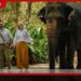 පින්නවල අලි අනාථාගාරයේ නව අත්දැකීම Walk with an Elephant වැඩසටහන ආරම්භ වේ!