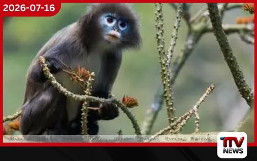කොංගෝ වනාන්තරයෙන් රෝස-තැඹිලි තොල් ඇති නව වඳුරු විශේෂයක් සොයාගනී