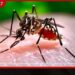 ඩෙංගු මදුරුවන් වඳ කරන OVI උගුල