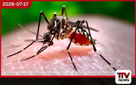 ඩෙංගු මදුරුවන් වඳ කරන OVI උගුල