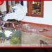 පොලිසියට කඩු හරඹ පෑ කොස් මල්ලීගේ ගෝලයෙකු  වෙඩි තබා අත්අඩංගුවට