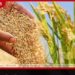 රජයේ වී මිල දී ගැනීමේ වැඩපිළිවෙළ සාර්ථකයි