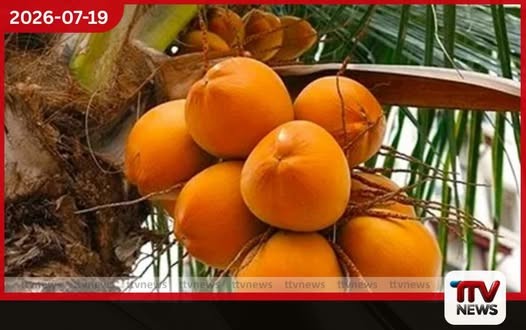 තැඹිලි සඳහා භූගෝලීය දර්ශක සහතික ලබා ගැනීමේ මූලික පර්යේෂණ අවසන් අදියරේ