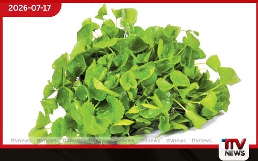 ගොටු කොළවලට සමාන ආක්රමණශීලී ශාකයක්