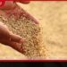 රජයේ සහතික මිලට වී මිලදී ගැනීම ඇරඹේ