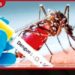 කොළඹ දිස්ත්රික්කයේ ඩෙංගු අධි වසංගත තත්ත්වයේ යම් අඩුවීමක්