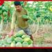 උළුක්කුලම සහ ඉලූප්පන්කඩවල පැපොල් ගොවීන් අසරණ වෙයි