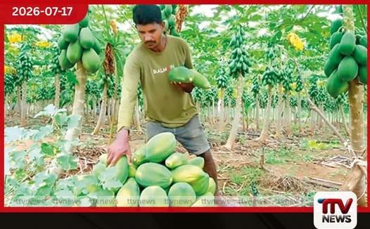 උළුක්කුලම සහ ඉලූප්පන්කඩවල පැපොල් ගොවීන් අසරණ වෙයි