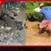 නෝර්වුඩ් ප්රදේශයේ අනවසර මැණික් ගැරීමෙන් දැඩි පරිසර හානියක් සහ තේ වතු පද්ධතියට බලපෑම්