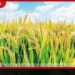 රජයේ වී මිලදී ගැනීම ඇරඹෙයි