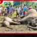 අලි 180යි… මිනිස් ජීවිත 56යි!
