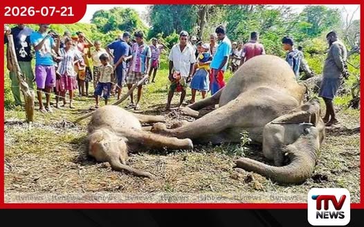අලි 180යි… මිනිස් ජීවිත 56යි!