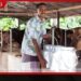 දිට්වාවෙන් හානිවූ කිරි ගොවීන් නඟා සිටුවීමට ලෝක බැංකු ආධාර මත කඩිනම් වැඩපිළිවෙලක්