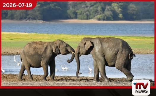 අලි මංකඩ නිදහස් කිරීමේ රජයේ නව වැඩපිළිවෙළ කඩදාසියට පමණක් සීමා වේවිද?