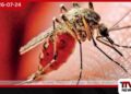 ඩෙංගු පාලනයෙන් ගිලිහෙයිද?