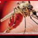 ඩෙංගු පාලනයෙන් ගිලිහෙයිද?