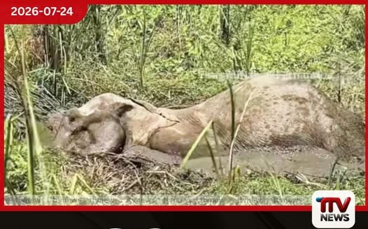 වගුරු බිමේ එරුණු අලියා බේරාගැනීමට දැවැන්ත මෙහෙයුමක්