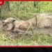 මඩ වගුරක සිරවුණු වන අලියාට ජීවිත සටනක්…