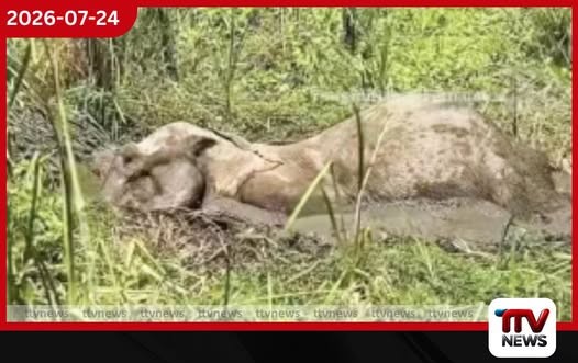 මඩ වගුරක සිරවුණු වන අලියාට ජීවිත සටනක්…