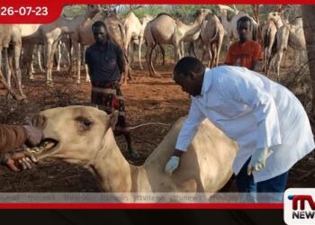 කාන්තාරයේ රජුත් පරාජය වෙයිද?