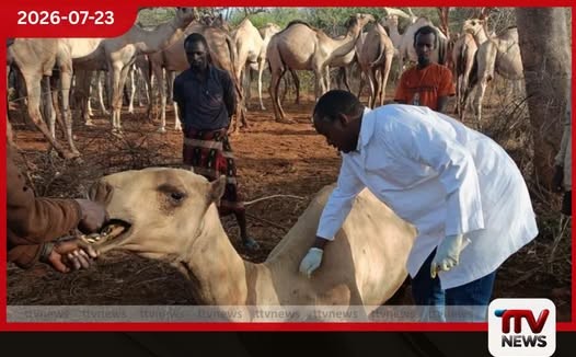 කාන්තාරයේ රජුත් පරාජය වෙයිද?
